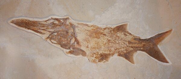 An extremely rare paddlefish fossil.